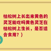 枯松树上长出来黄色的灵芝能吃吗黄色灵芝在枯松树上生长，是否适合食用？)