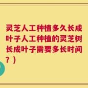 灵芝人工种植多久长成叶子人工种植的灵芝树长成叶子需要多长时间？)