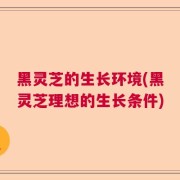 黑灵芝的生长环境(黑灵芝理想的生长条件)