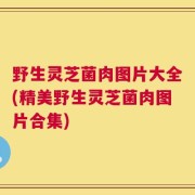 野生灵芝菌肉图片大全(精美野生灵芝菌肉图片合集)