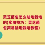 灵芝菌包怎么陆地栽培的(实用技巧：灵芝菌包简易陆地栽培教程)