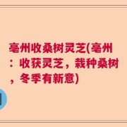 亳州收桑树灵芝(亳州：收获灵芝，栽种桑树，冬季有新意)