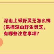 深山上采野灵芝怎么样(采摘深山野生灵芝，有哪些注意事项？