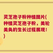 灵芝孢子粉种植图片(种植灵芝孢子粉，美轮美奂的生长过程展现！)