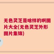 无色灵芝是啥样的啊图片大全(无色灵芝外形图片集锦)