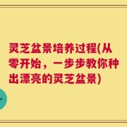 灵芝盆景培养过程(从零开始，一步步教你种出漂亮的灵芝盆景)