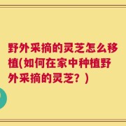 野外采摘的灵芝怎么移植(如何在家中种植野外采摘的灵芝？)