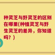 种灵芝与野灵芝的区别在哪里(种植灵芝与野生灵芝的差异，你知道吗？)