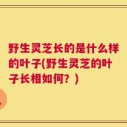 野生灵芝长的是什么样的叶子(野生灵芝的叶子长相如何？)