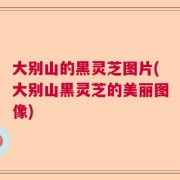 大别山的黑灵芝图片(大别山黑灵芝的美丽图像)