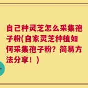 自己种灵芝怎么采集孢子粉(自家灵芝种植如何采集孢子粉？简易方法分享！)