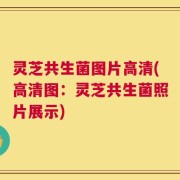 灵芝共生菌图片高清(高清图：灵芝共生菌照片展示)