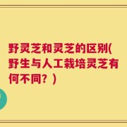 野灵芝和灵芝的区别(野生与人工栽培灵芝有何不同？)