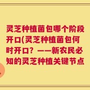 灵芝种植菌包哪个阶段开口(灵芝种植菌包何时开口？——新农民必知的灵芝种植关键节点