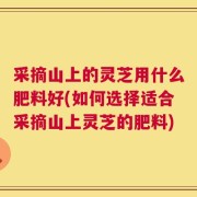 采摘山上的灵芝用什么肥料好(如何选择适合采摘山上灵芝的肥料)