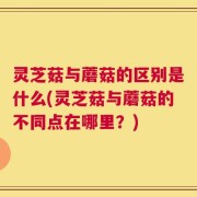 灵芝菇与蘑菇的区别是什么(灵芝菇与蘑菇的不同点在哪里？)