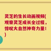 灵芝的生长动画视频(观察灵芝成长全过程，惊叹大自然神奇力量！)