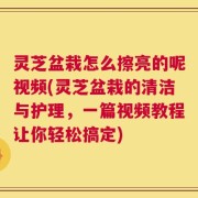 灵芝盆栽怎么擦亮的呢视频(灵芝盆栽的清洁与护理，一篇视频教程让你轻松搞定)