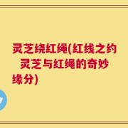 灵芝绕红绳(红线之约  灵芝与红绳的奇妙缘分)