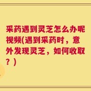 采药遇到灵芝怎么办呢视频(遇到采药时，意外发现灵芝，如何收取？)