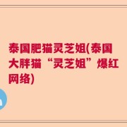泰国肥猫灵芝姐(泰国大胖猫“灵芝姐”爆红网络)