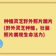 种植灵芝野外照片图片(野外灵芝种植，壮丽照片展现生命活力)
