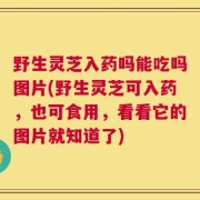野生灵芝入药吗能吃吗图片(野生灵芝可入药，也可食用，看看它的图片就知道了)