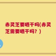 赤灵芝要晒干吗(赤灵芝需要晒干吗？)