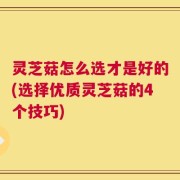 灵芝菇怎么选才是好的(选择优质灵芝菇的4个技巧)