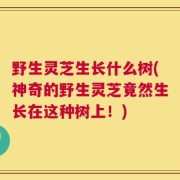 野生灵芝生长什么树(神奇的野生灵芝竟然生长在这种树上！)