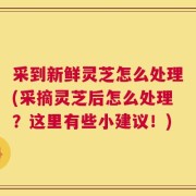 采到新鲜灵芝怎么处理(采摘灵芝后怎么处理？这里有些小建议！)