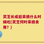 灵芝长成后采摘什么时候吃(灵芝何时采摘食用？)