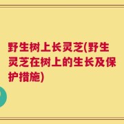 野生树上长灵芝(野生灵芝在树上的生长及保护措施)