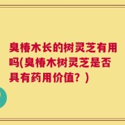 臭椿木长的树灵芝有用吗(臭椿木树灵芝是否具有药用价值？)
