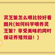 灵芝蟹怎么喂比较好看图片(如何科学喂养灵芝蟹？享受美味的同时保证养殖效益！)