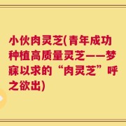 小伙肉灵芝(青年成功种植高质量灵芝——梦寐以求的“肉灵芝”呼之欲出)