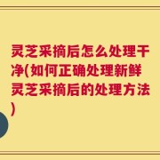 灵芝采摘后怎么处理干净(如何正确处理新鲜灵芝采摘后的处理方法)