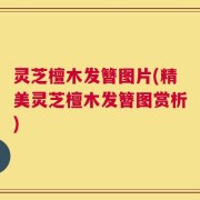 灵芝檀木发簪图片(精美灵芝檀木发簪图赏析)