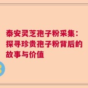 泰安灵芝孢子粉采集：探寻珍贵孢子粉背后的故事与价值