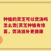 种植的灵芝可以煲汤吗怎么煲(灵芝种植有惊喜，煲汤滋补更健康