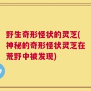 野生奇形怪状的灵芝(神秘的奇形怪状灵芝在荒野中被发现)