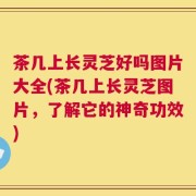 茶几上长灵芝好吗图片大全(茶几上长灵芝图片，了解它的神奇功效)