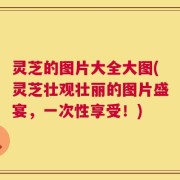 灵芝的图片大全大图(灵芝壮观壮丽的图片盛宴，一次性享受！)