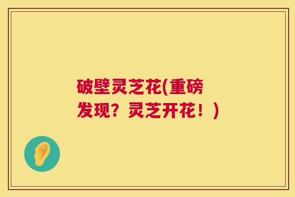 破壁灵芝花(重磅  发现？灵芝开花！) 第1张