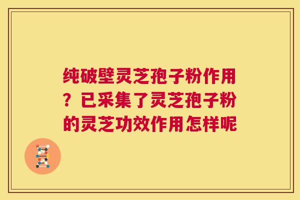 纯破壁灵芝孢子粉作用？已采集了灵芝孢子粉的灵芝功效作用怎样呢  第1张