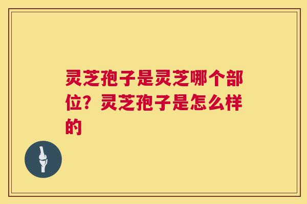 灵芝孢子是灵芝哪个部位？灵芝孢子是怎么样的  第1张
