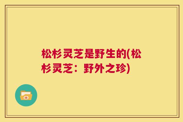 松杉灵芝是野生的(松杉灵芝：野外之珍)  第1张