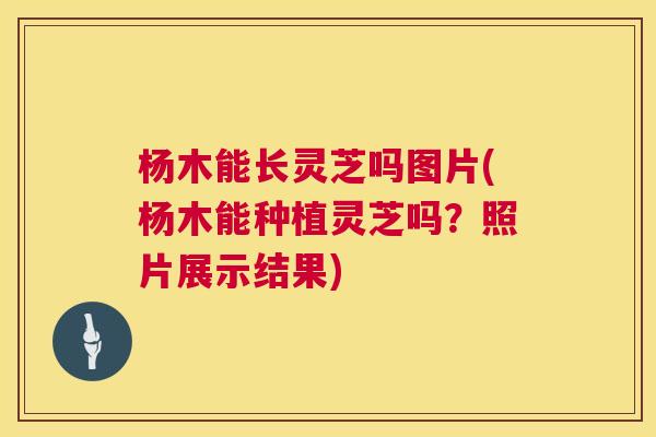 杨木能长灵芝吗图片(杨木能种植灵芝吗？照片展示结果)  第1张