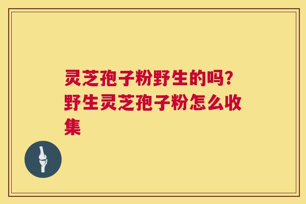 灵芝孢子粉野生的吗？野生灵芝孢子粉怎么收集  第1张