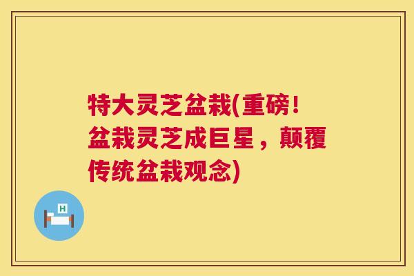特大灵芝盆栽(重磅！盆栽灵芝成巨星，颠覆传统盆栽观念)  第1张